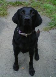 Dawn the bed bug detecting dog